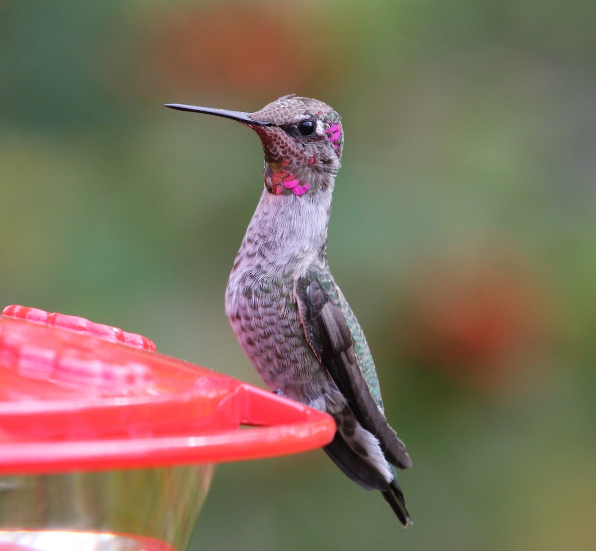 Anna's Hummingbird - ML162386571
