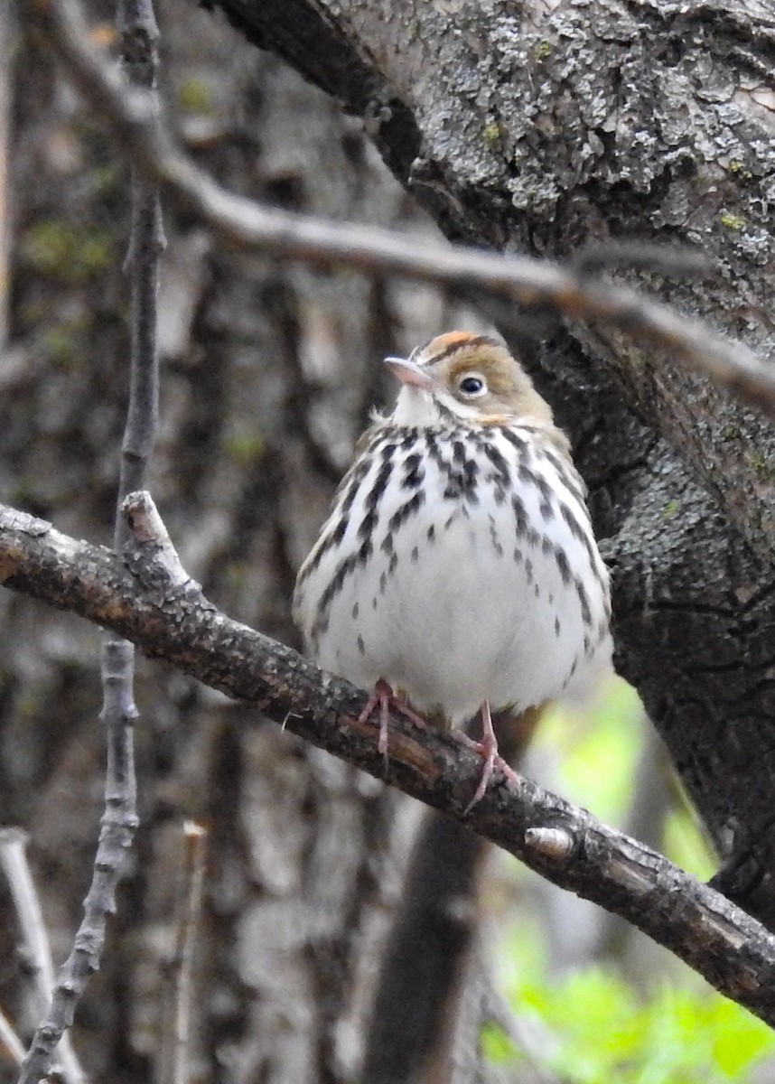 Ovenbird - ML162387931