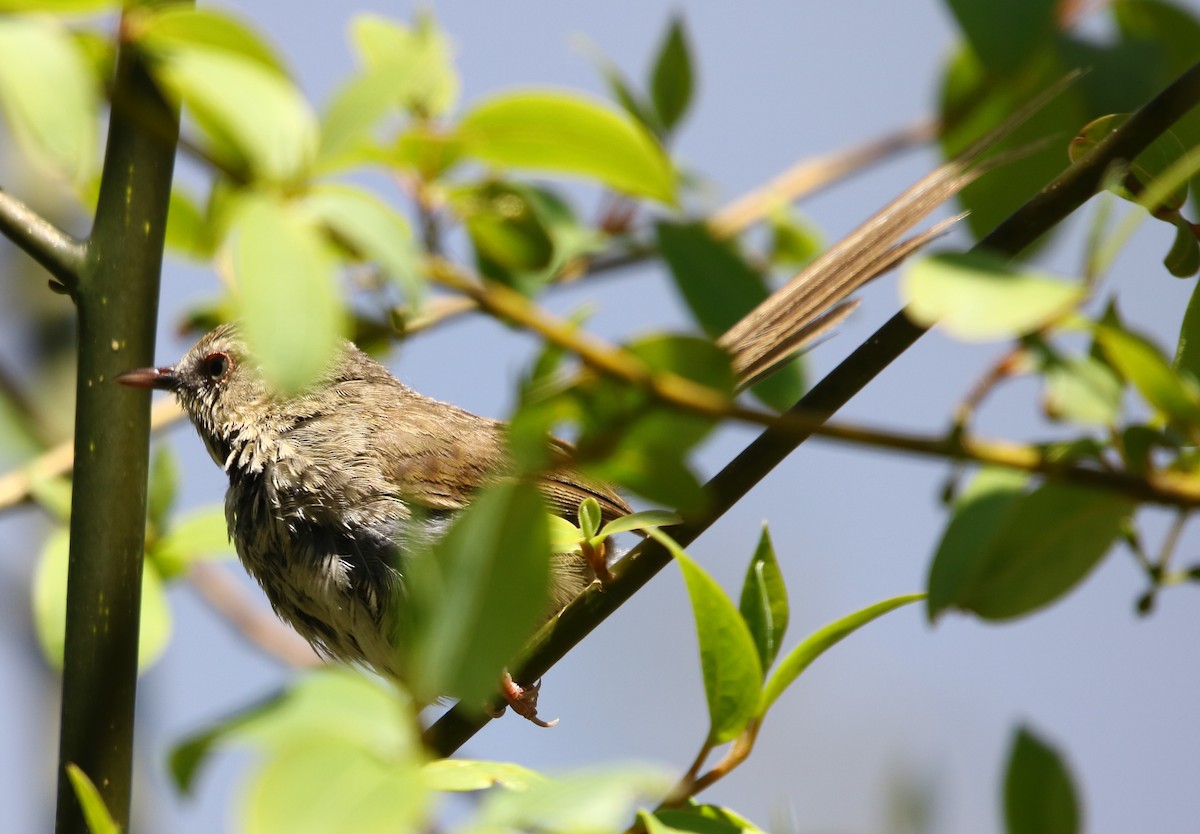 Black-throated Prinia - Bhaarat Vyas