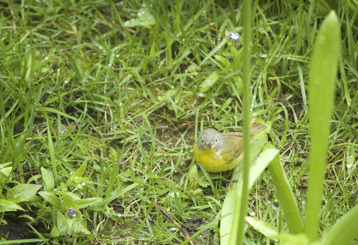 Nashville Warbler - ML162388531