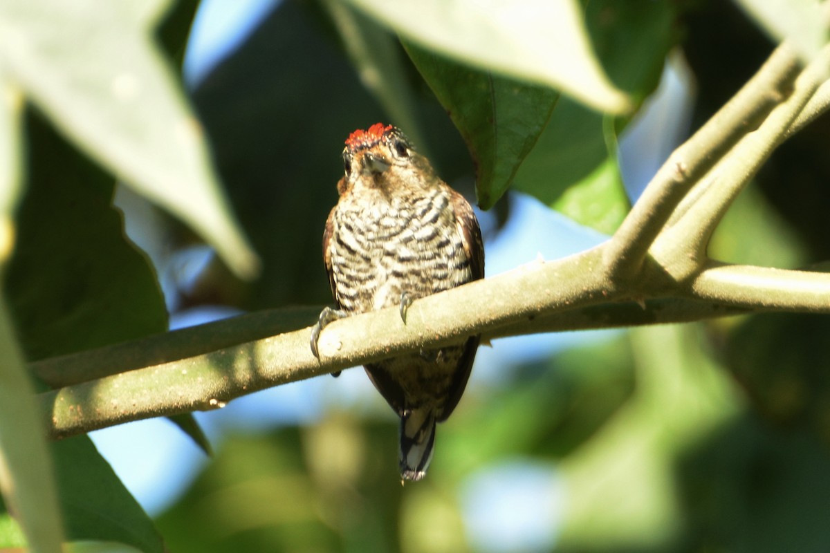 Ochre-collared Piculet - ML162388971