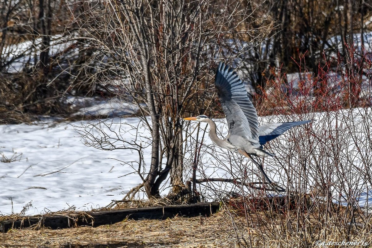 Great Blue Heron - Ghislain Deschenes