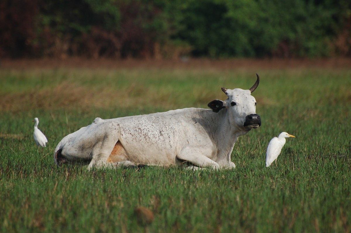 Western Cattle Egret - Jean-Marc Emery