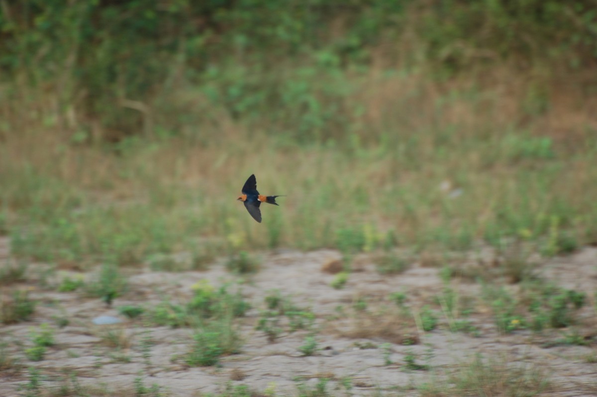 Lesser Striped Swallow - ML162390041