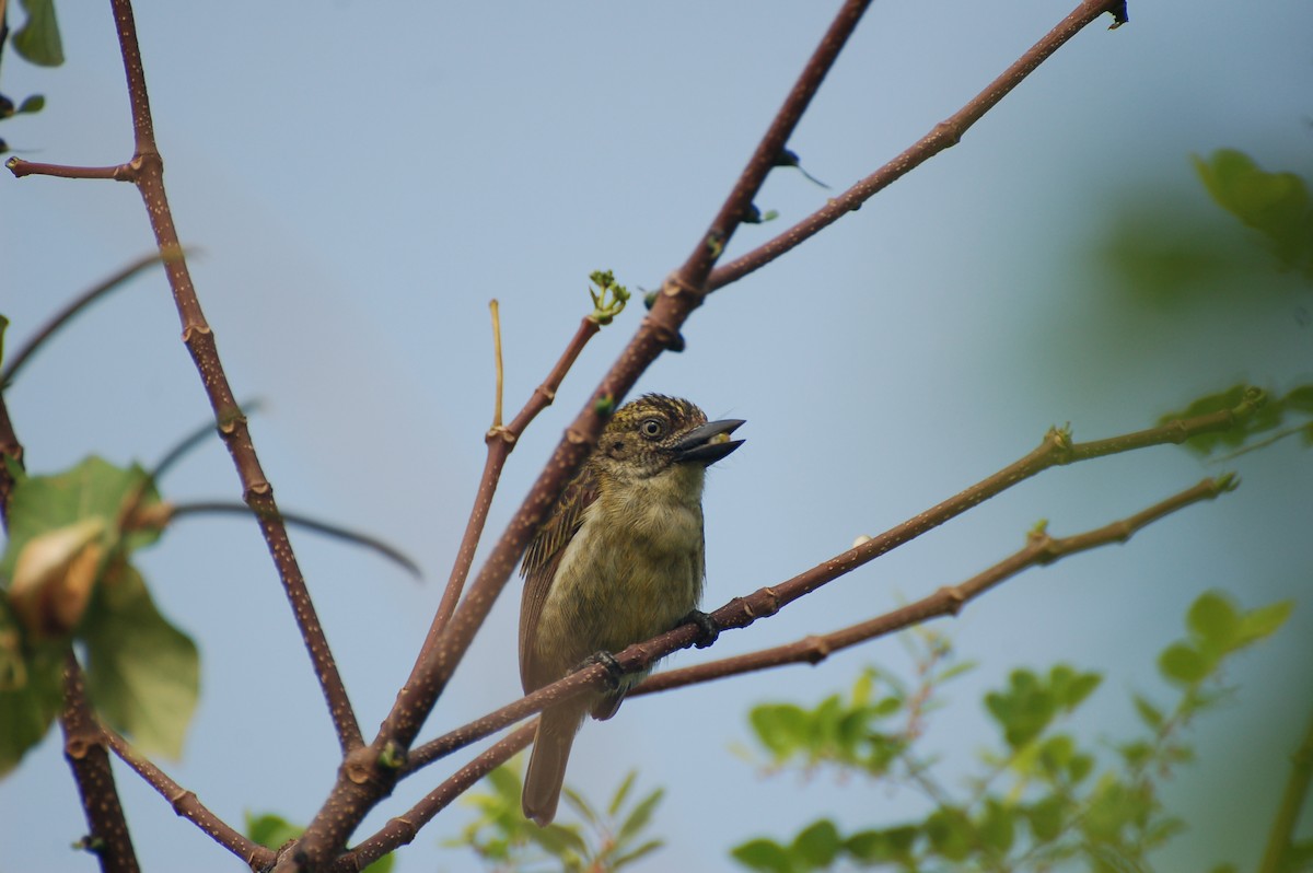 Schuppenbartvogel - ML162390211