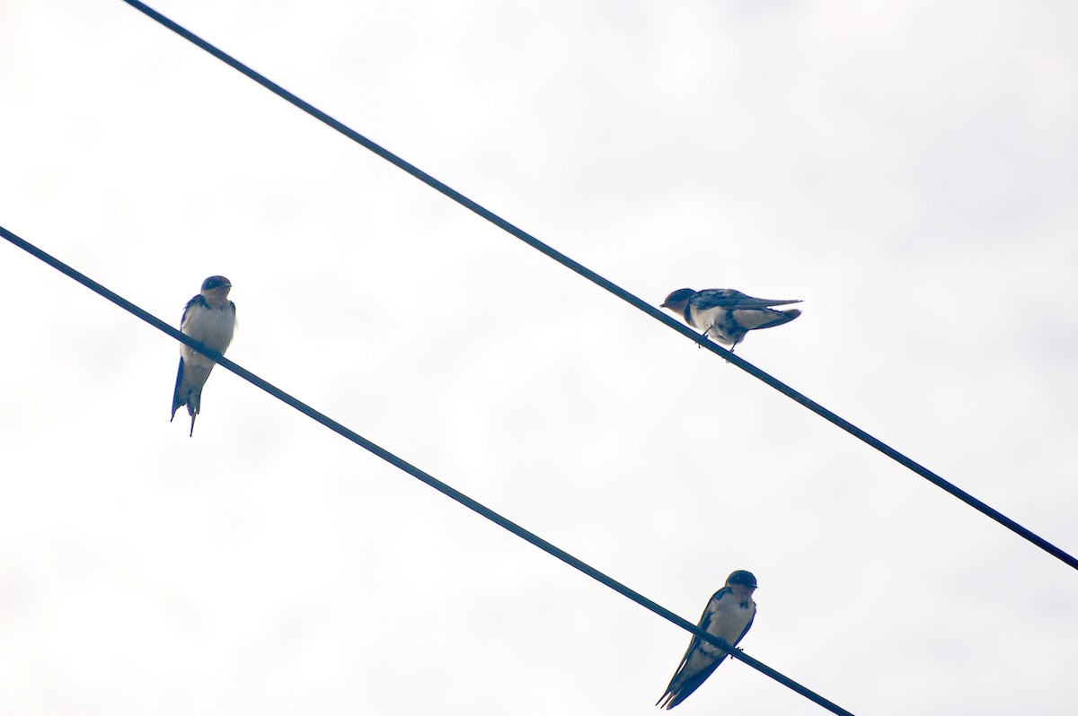 Ethiopian Swallow - ML162390351