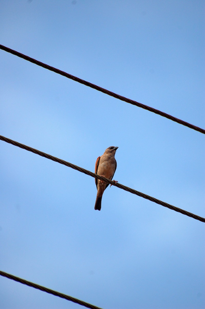 Moineau gris - ML162390481