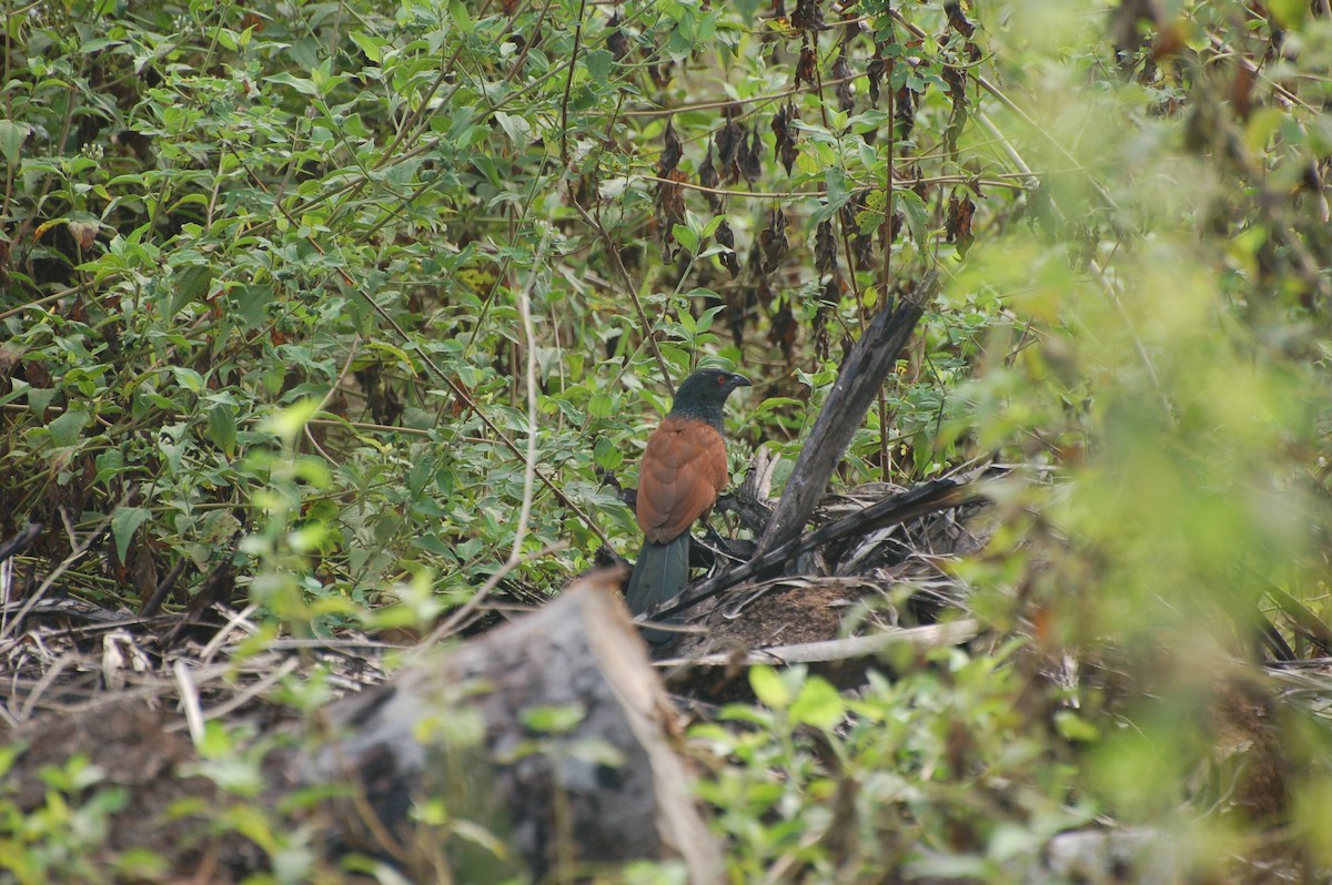 Coucal à ventre blanc - ML162390661