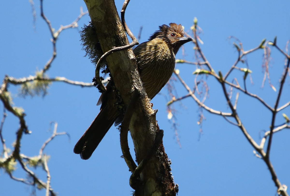 Striated Laughingthrush - Bhaarat Vyas
