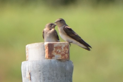 Northern Rough-winged Swallow - ML162390951