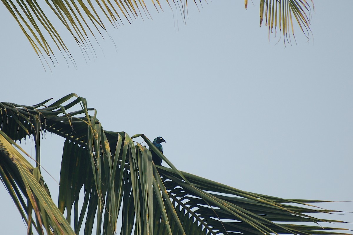 Splendid Starling - ML162391151