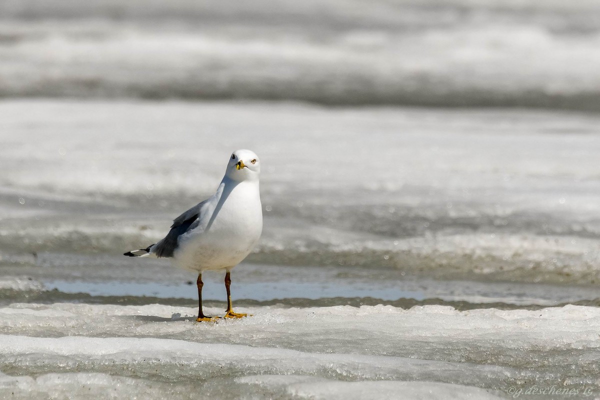 Ring-billed Gull - ML162391191