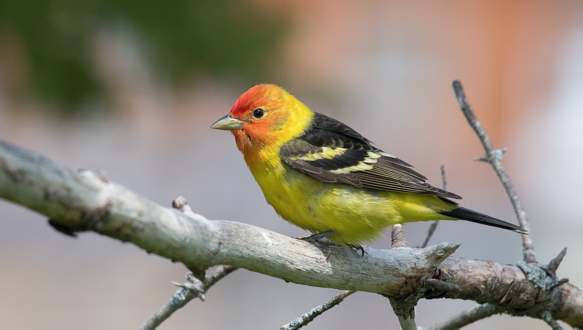 Western Tanager - Simon Boivin