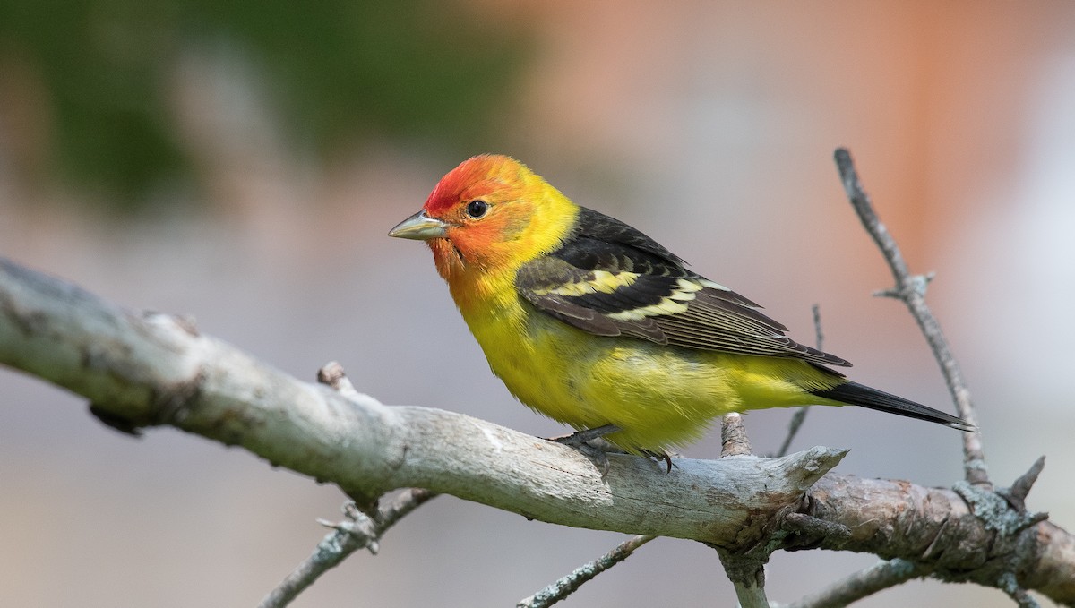 Western Tanager - ML162391961