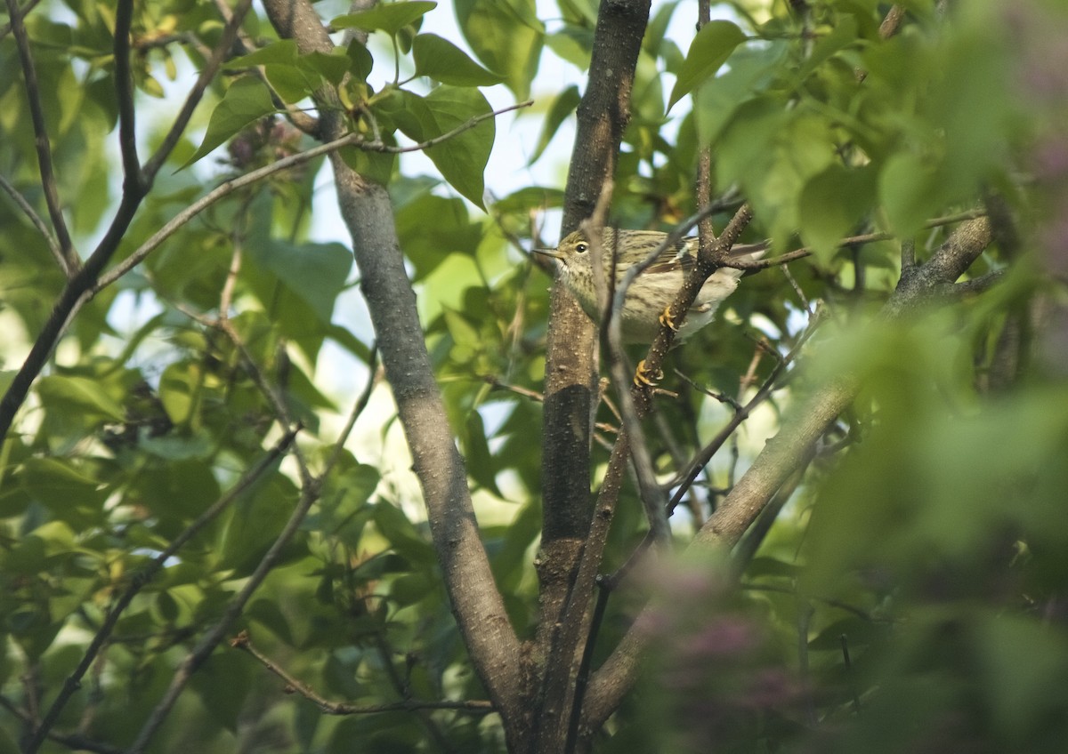 Blackpoll Warbler - ML162393561