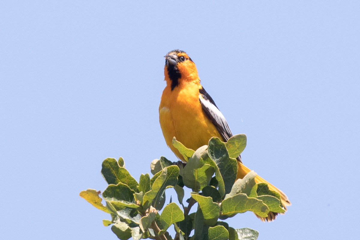 Bullock's Oriole - ML162395171