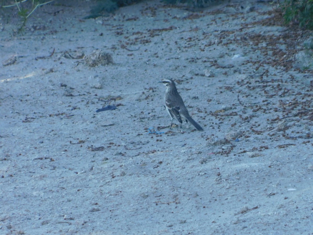 Long-tailed Mockingbird - ML162398271