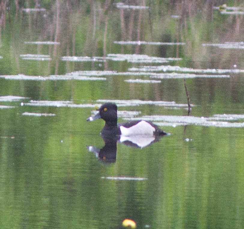 Ring-necked Duck - ML162399451