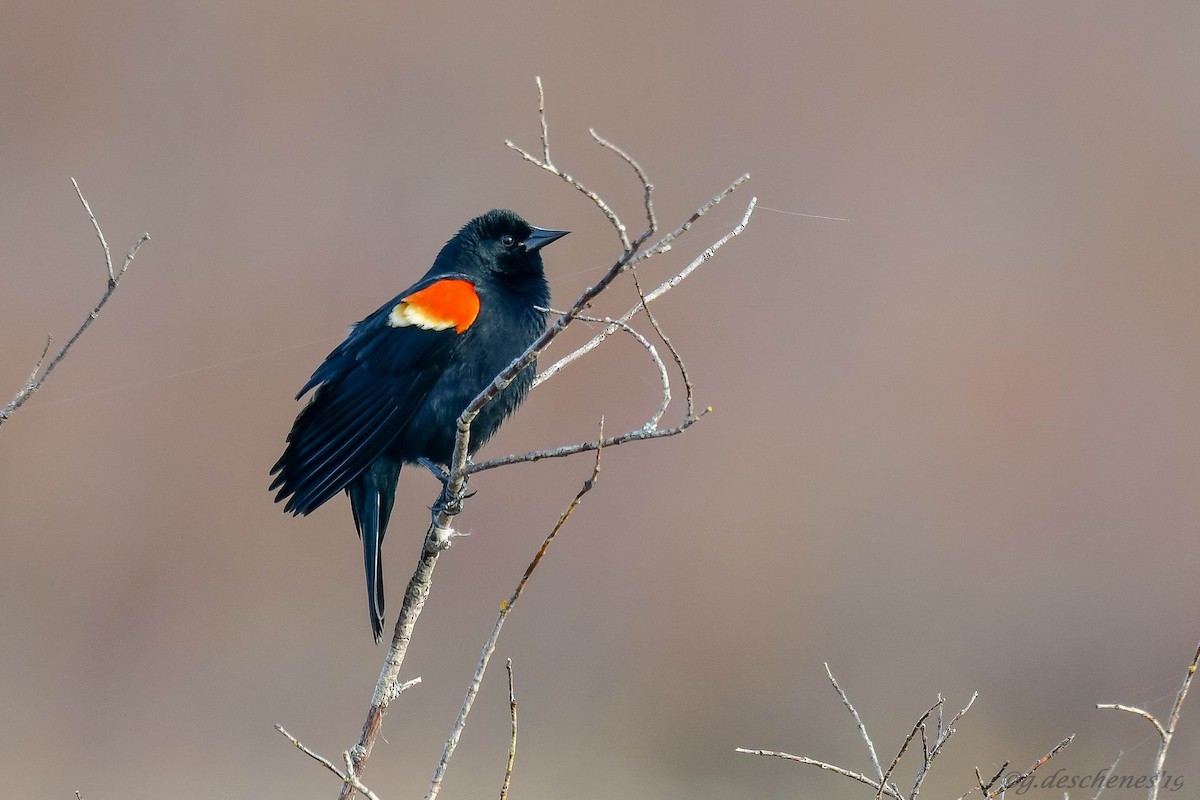 Red-winged Blackbird - Ghislain Deschenes