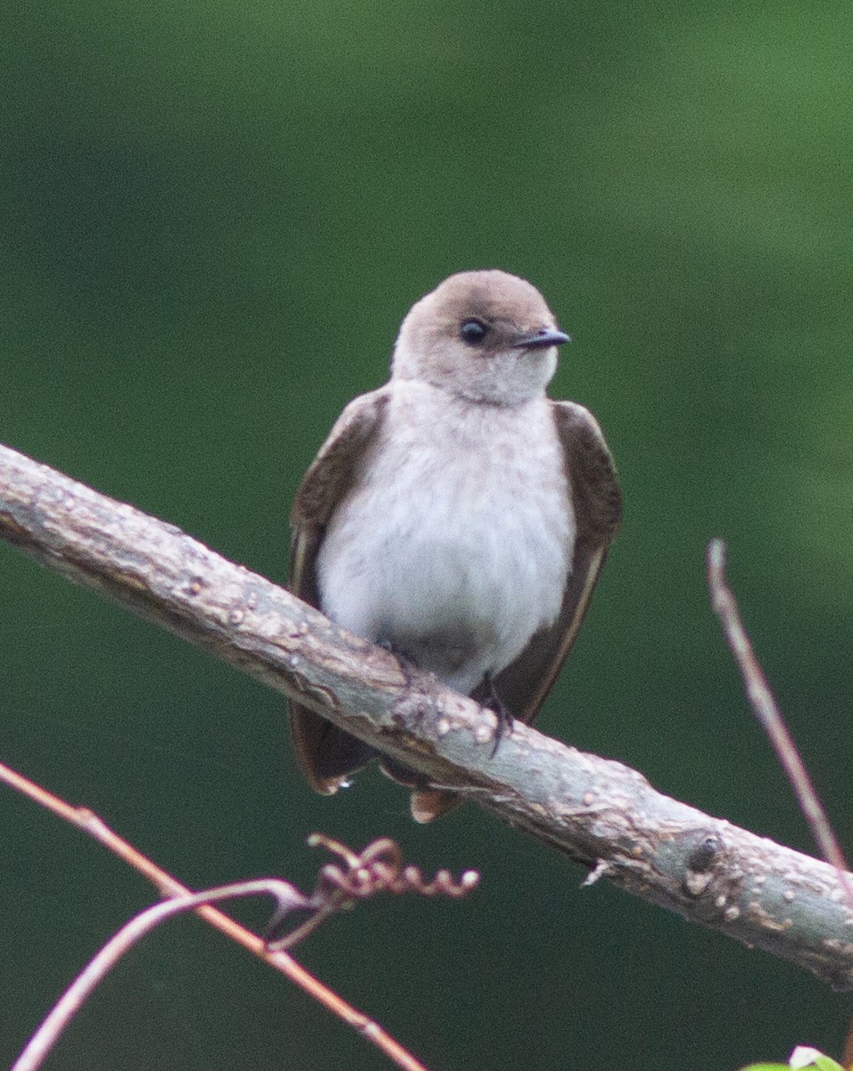 Northern Rough-winged Swallow - Jason Forbes