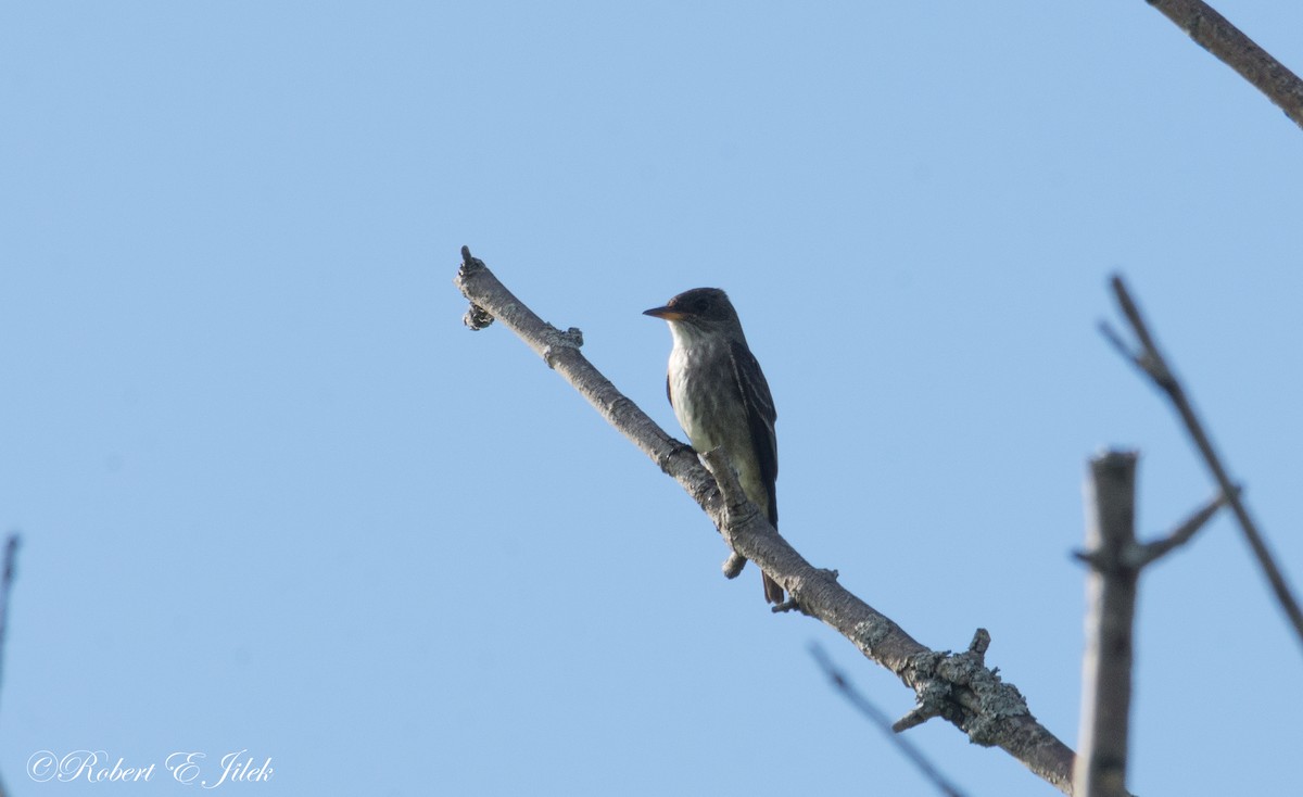 Olive-sided Flycatcher - Robert Jilek