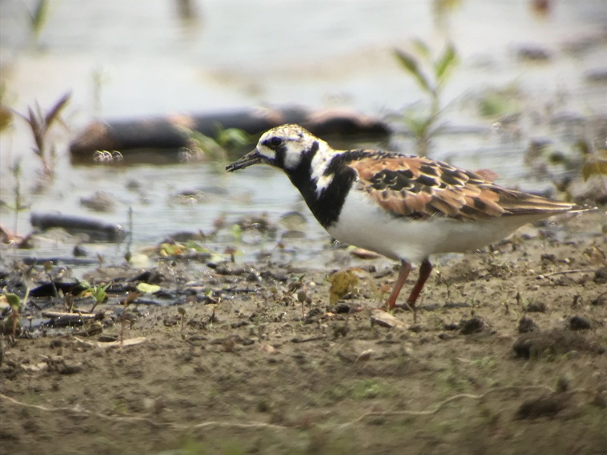 Ruddy Turnstone - ML162401901