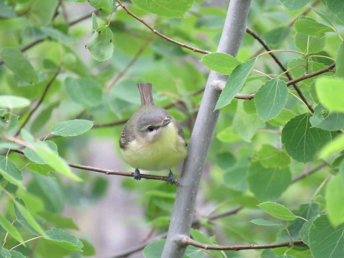 Philadelphia Vireo - ML162401981