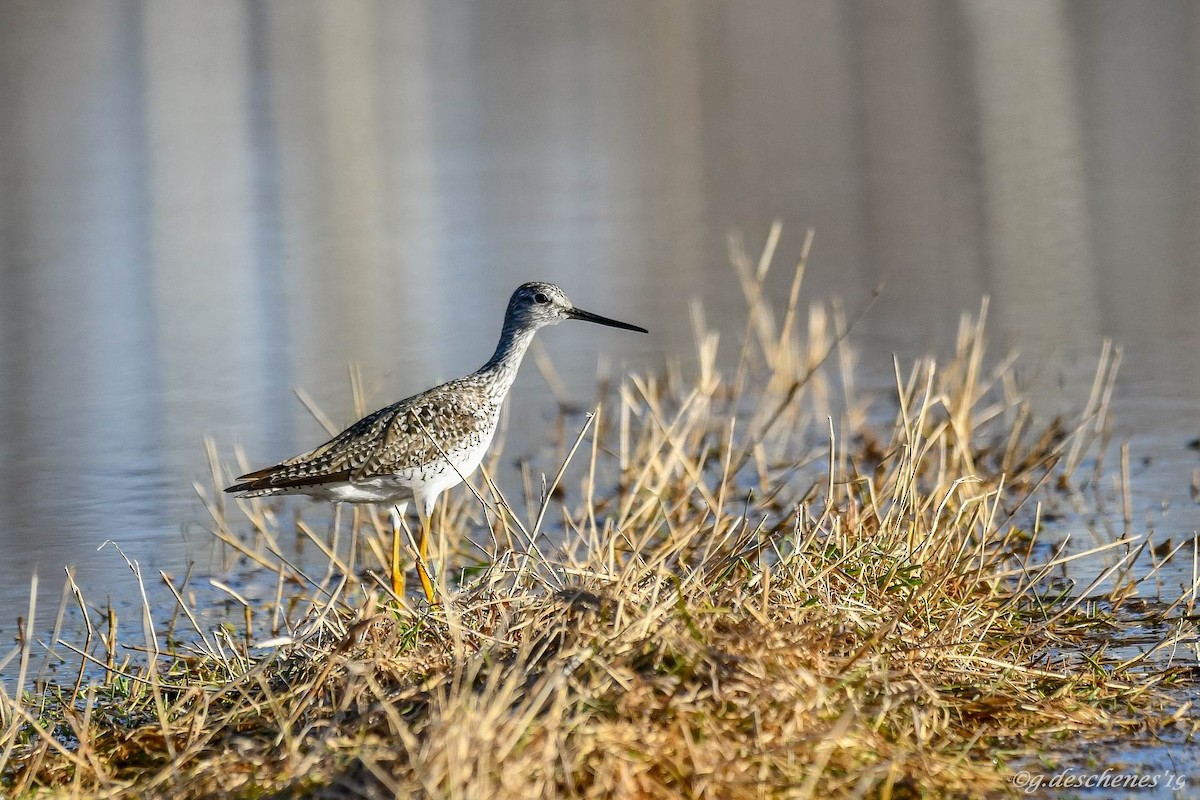 Greater Yellowlegs - Ghislain Deschenes