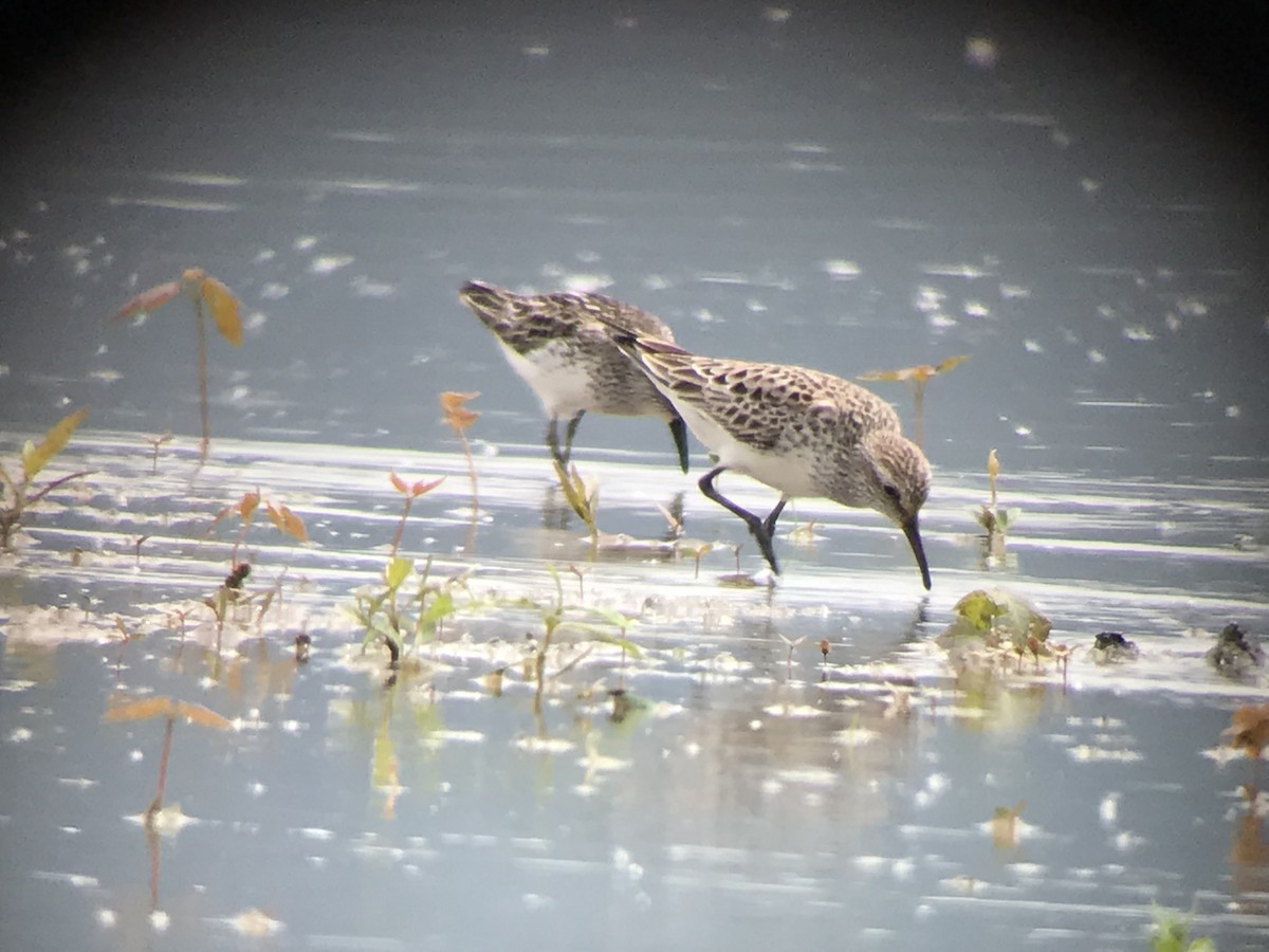 White-rumped Sandpiper - ML162402561