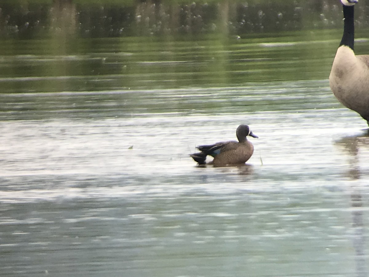 Blue-winged Teal - ML162402931