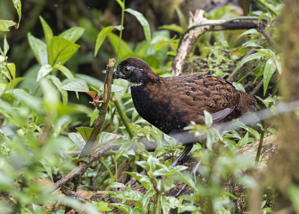 Black-breasted Wood-Quail - ML162403251