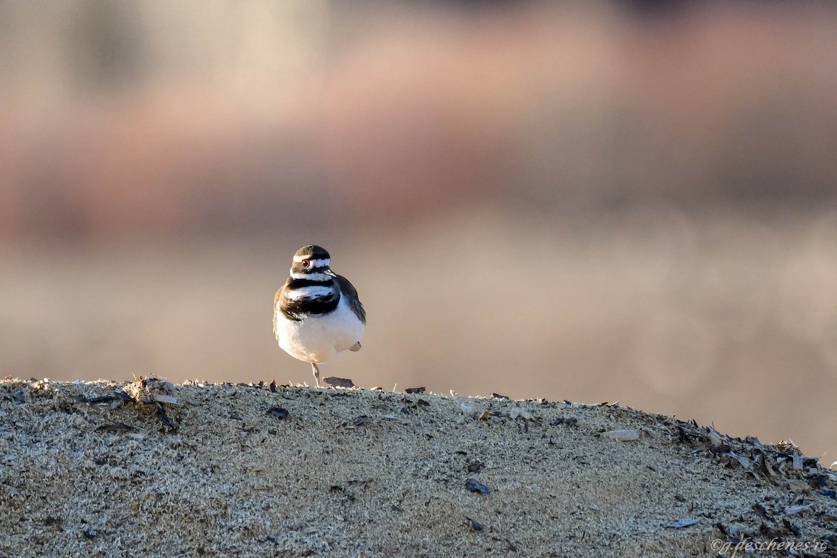 Killdeer - Ghislain Deschenes