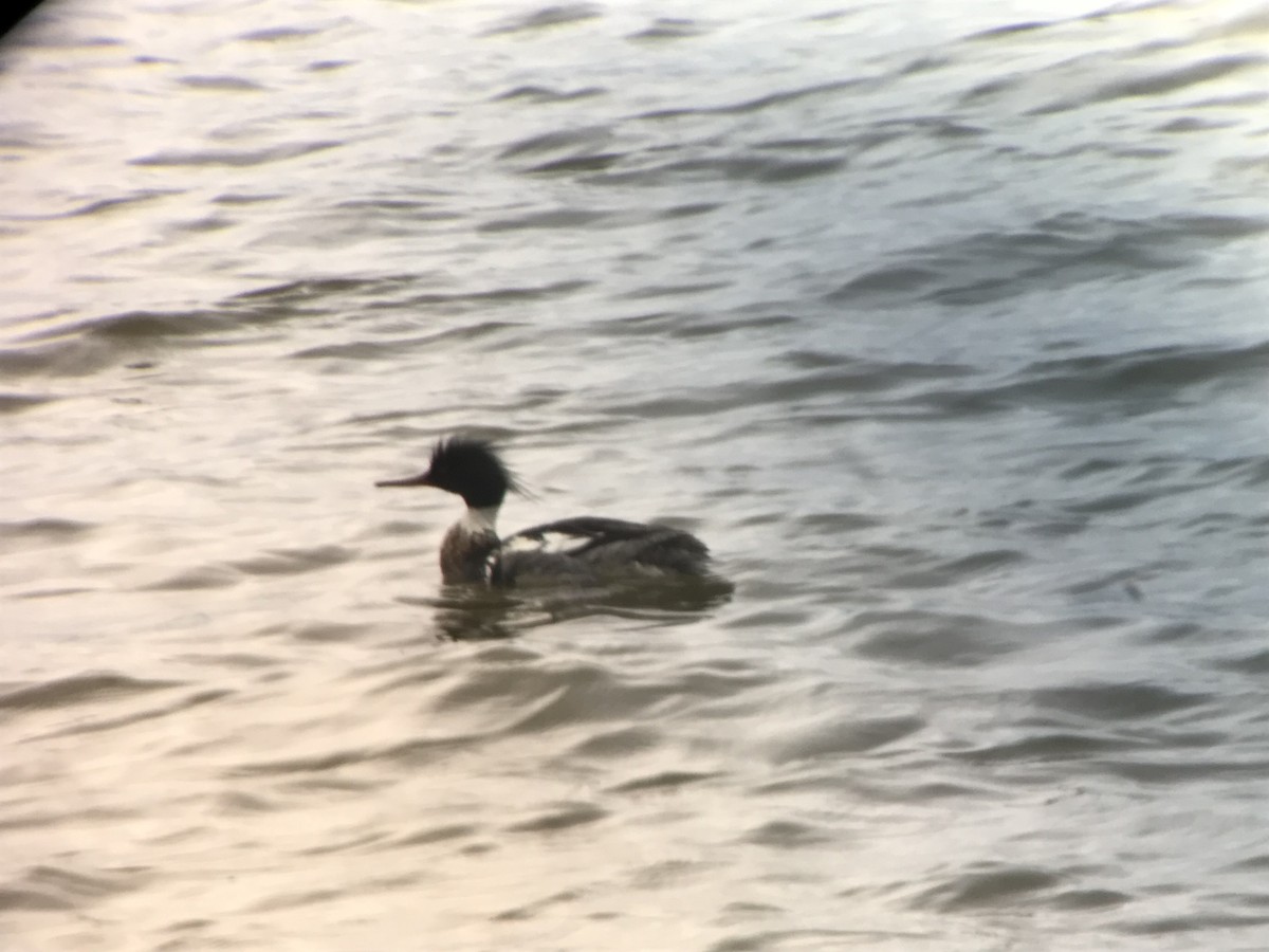 Red-breasted Merganser - ML162406461