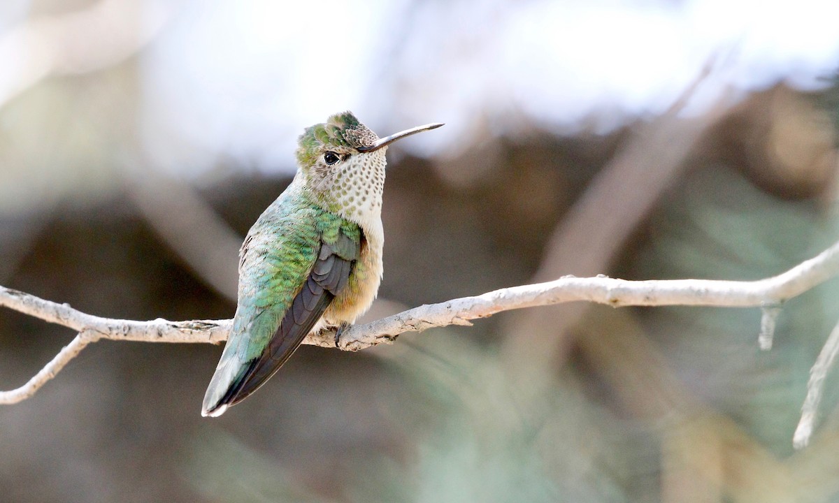 Broad-tailed Hummingbird - ML162407261