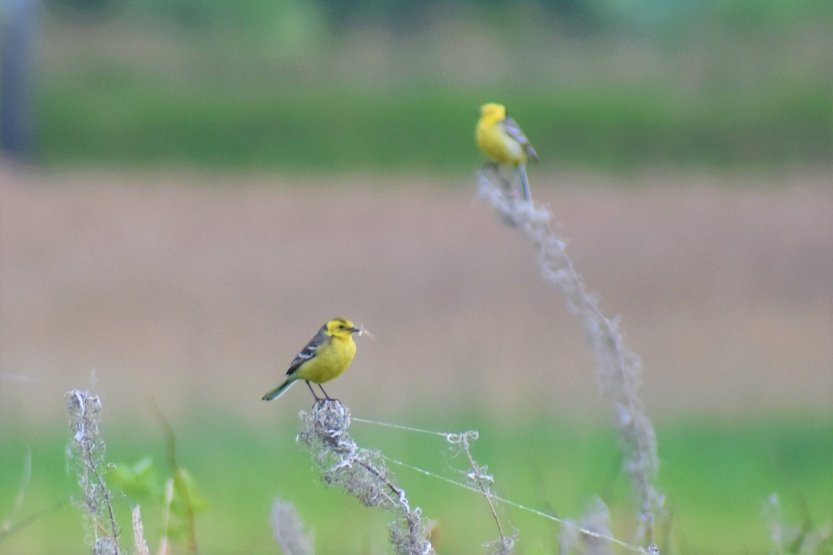 Citrine Wagtail - ML162408671