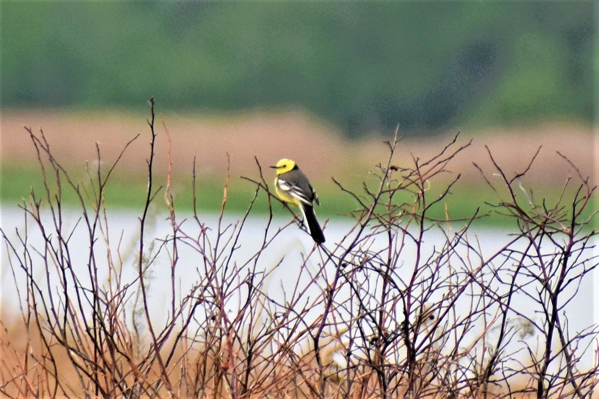 Citrine Wagtail - ML162408691