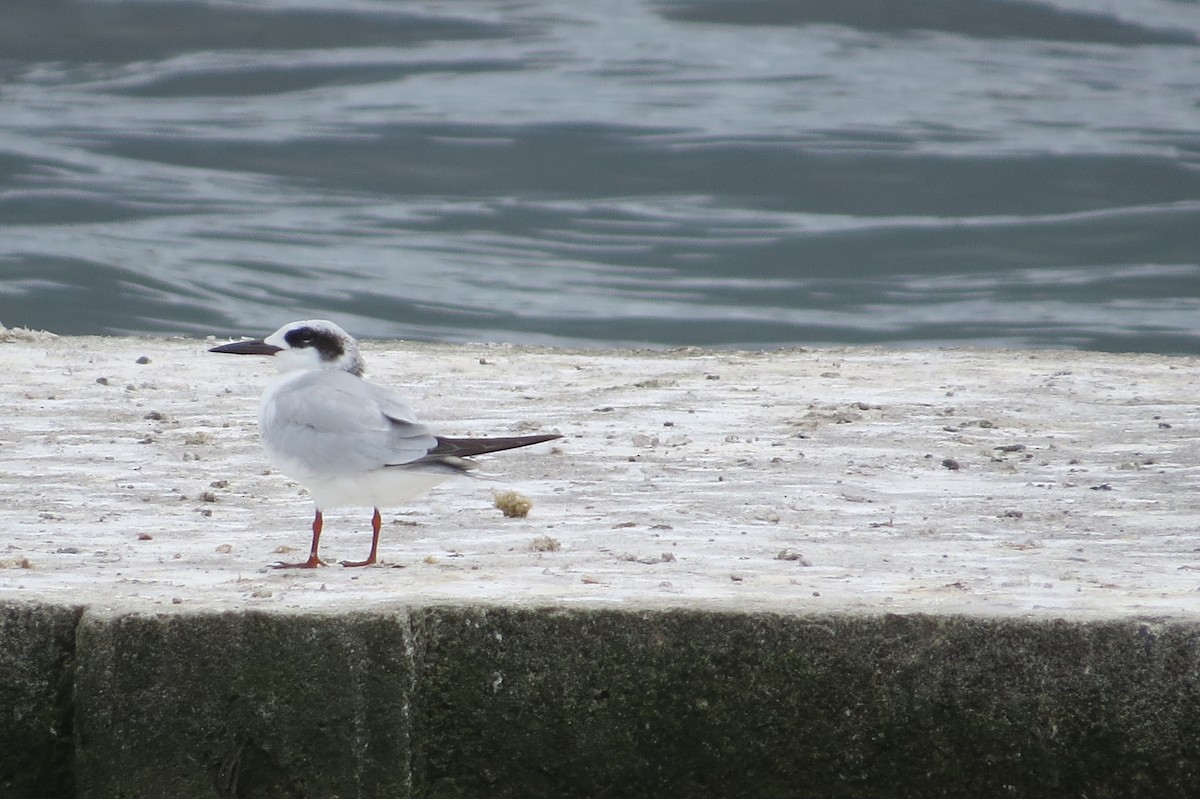 Forster's Tern - ML162408751