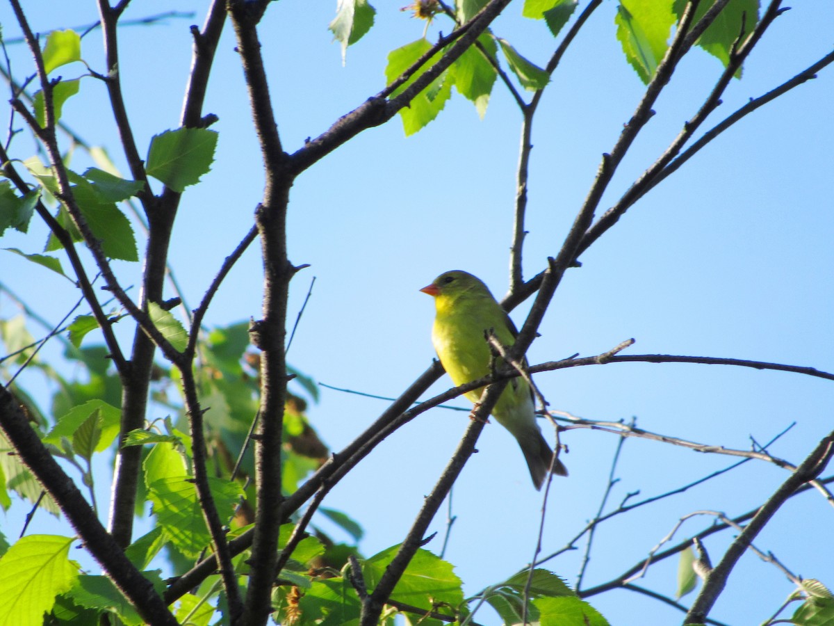 American Goldfinch - ML162409551