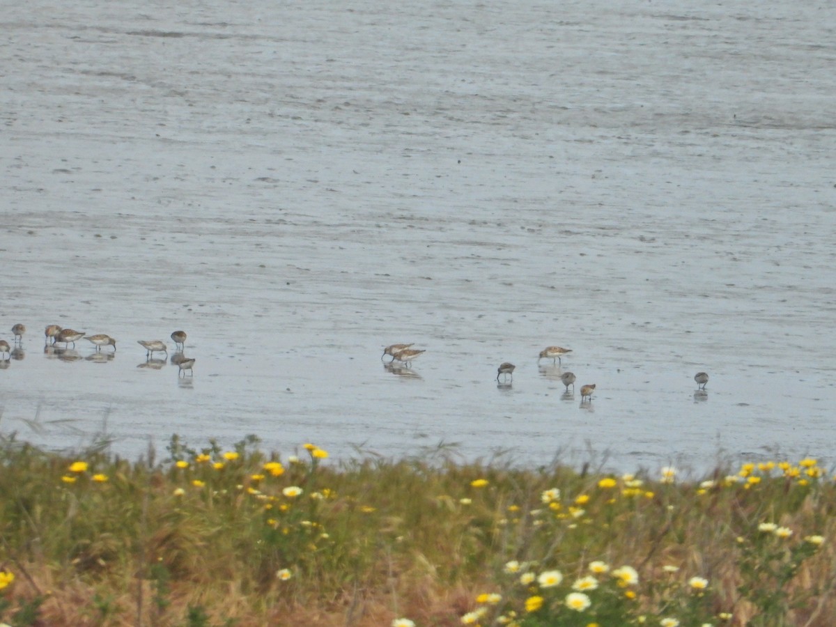 Least Sandpiper - ML162409591