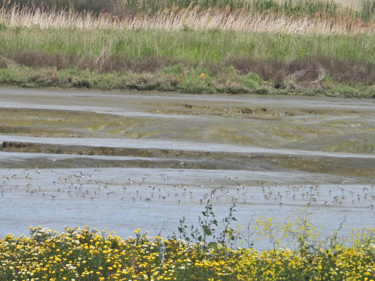 Least Sandpiper - ML162409611