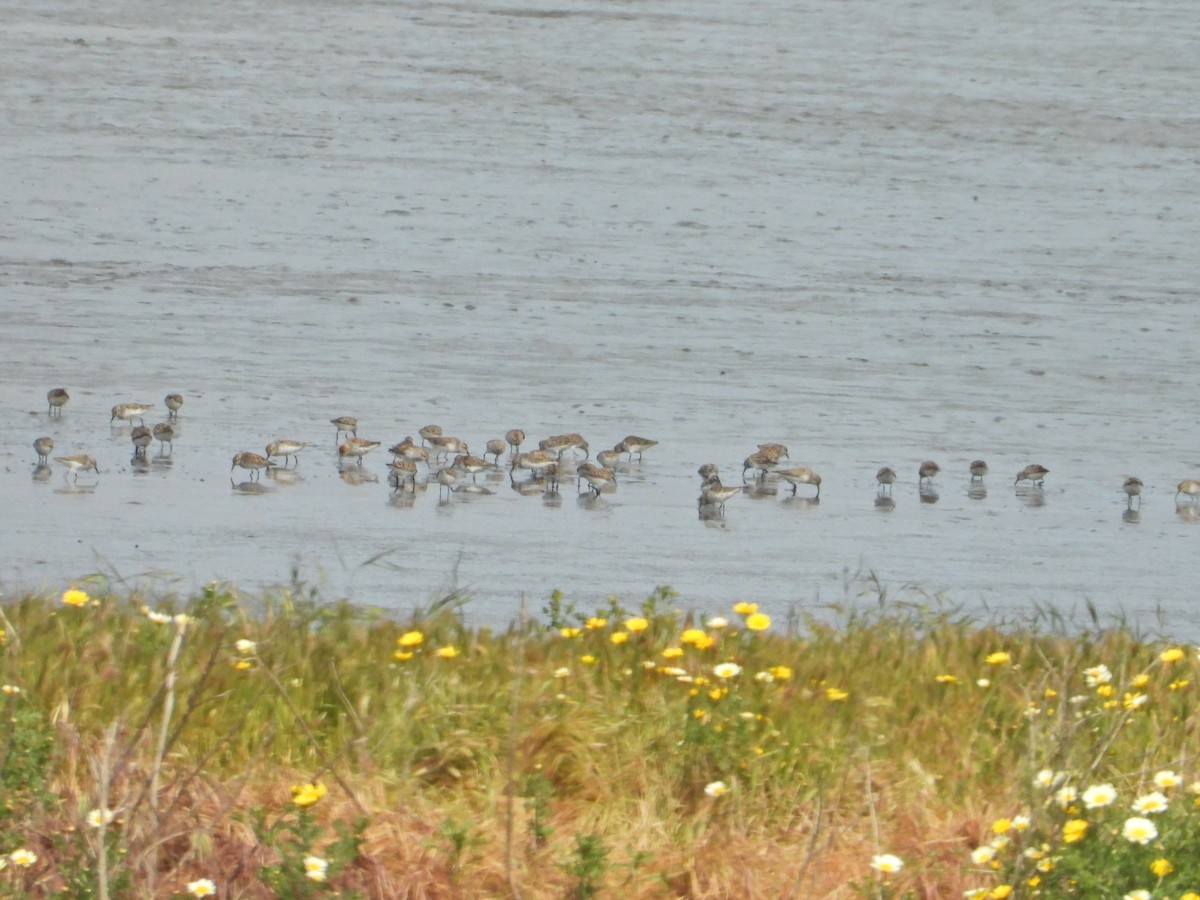 Least Sandpiper - ML162409621