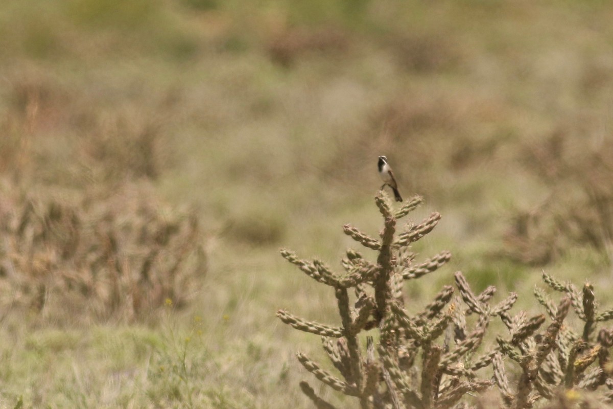 Black-throated Sparrow - ML162411011