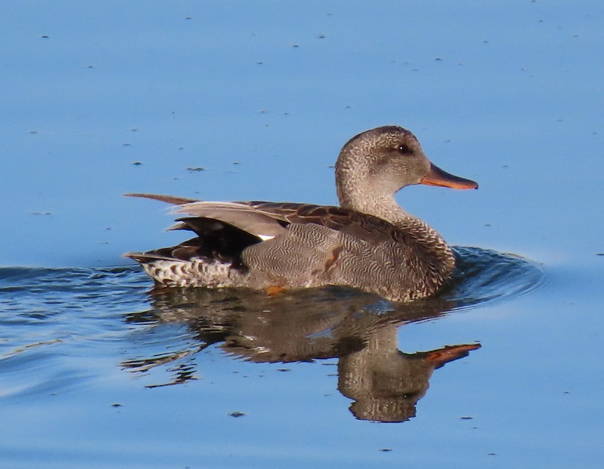 Gadwall - Jan Thom