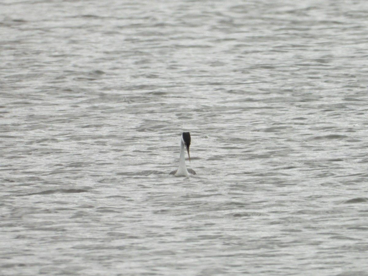 Clark's Grebe - ML162411931