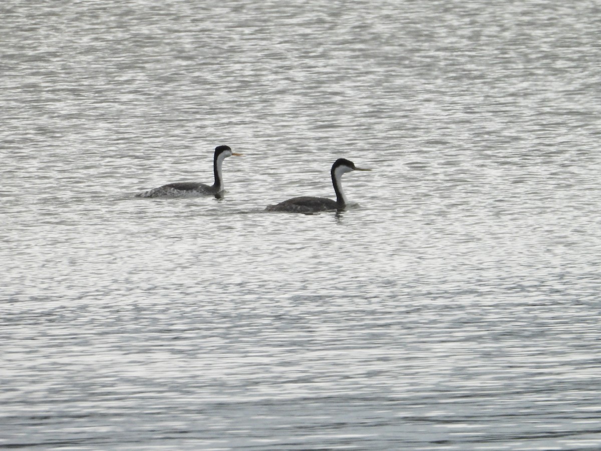 Clark's Grebe - ML162412031