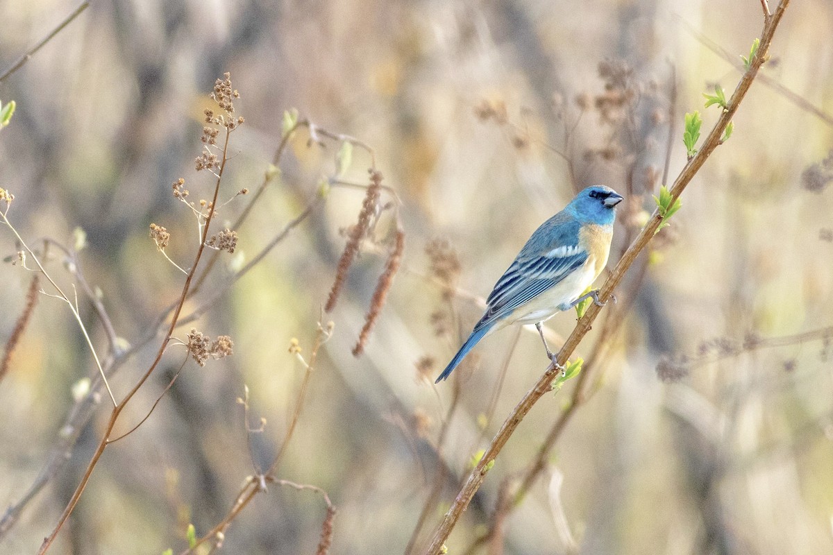 Lazuli Bunting - Lori Schutz