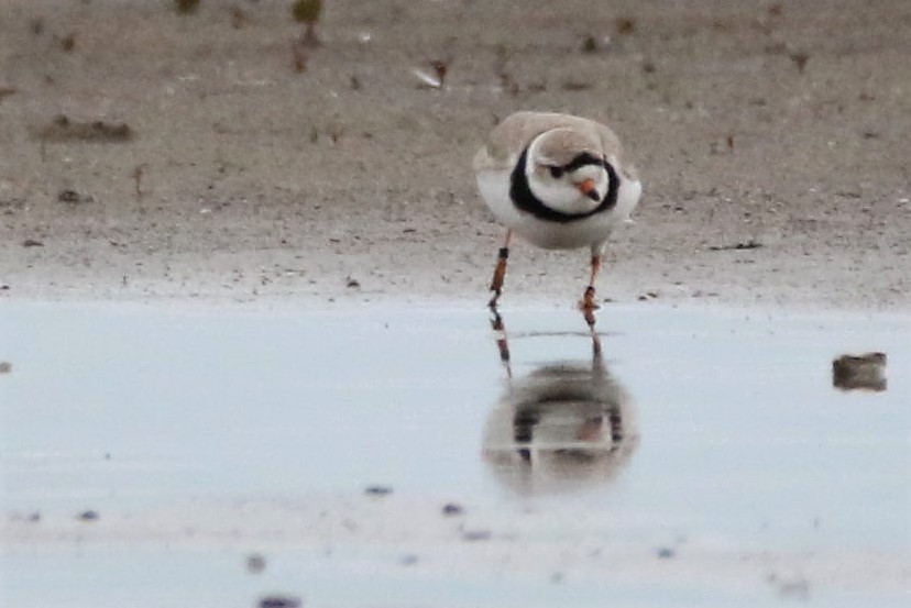 Piping Plover - ML162412831