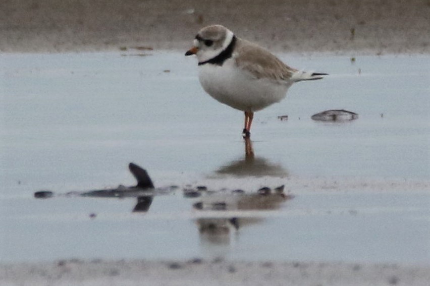 Piping Plover - ML162412841