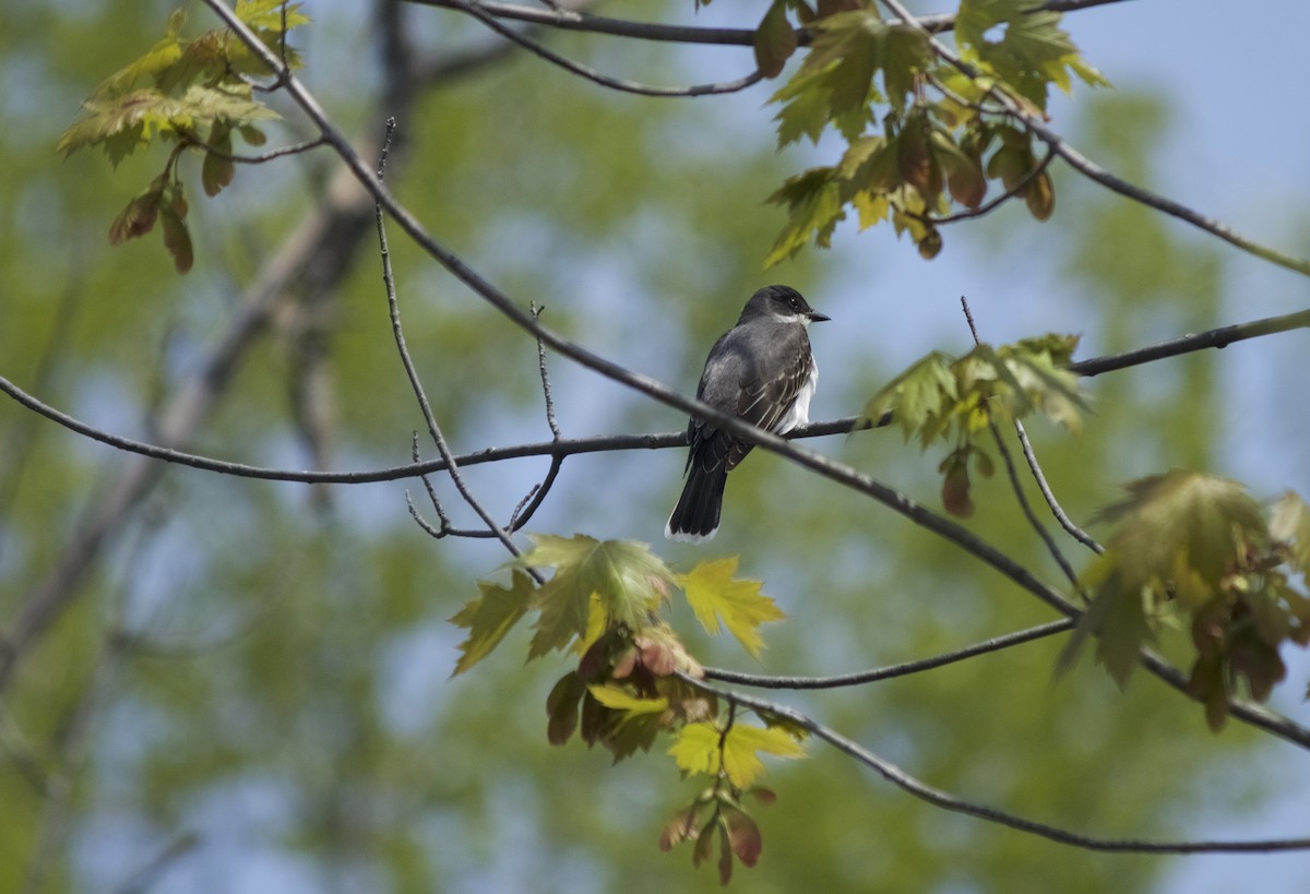 Eastern Kingbird - ML162412881