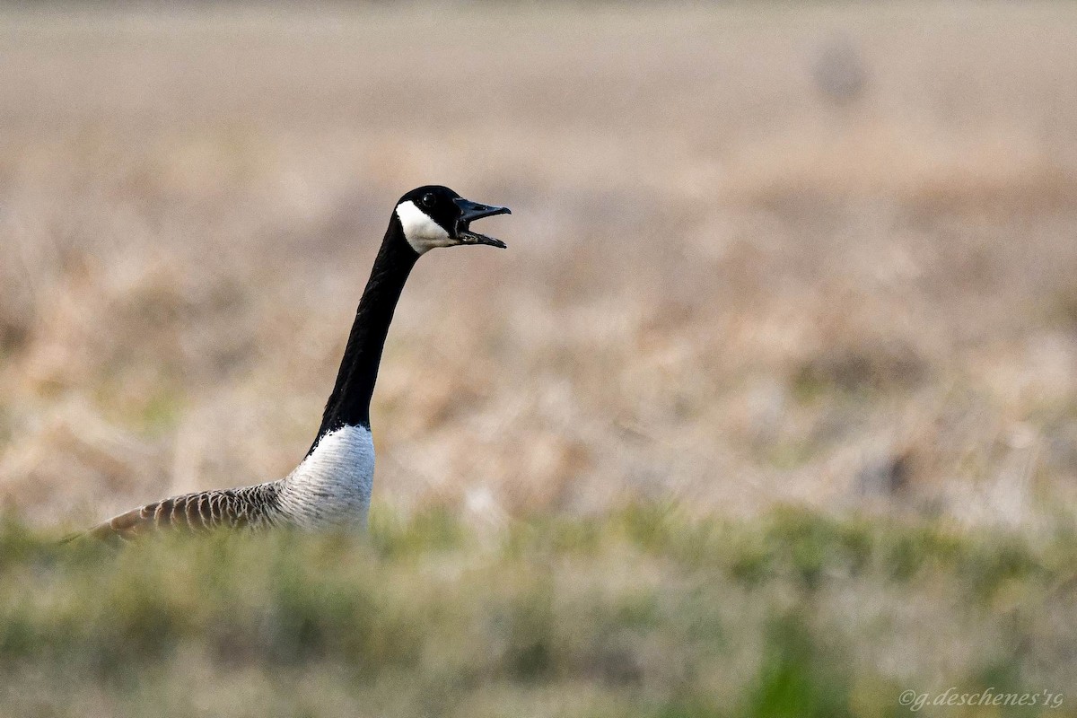 Canada Goose - Ghislain Deschenes